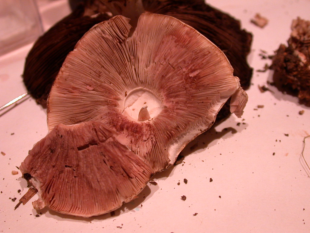 Agaricus impudicus